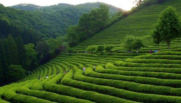 2024年08月05日如何卖茶叶？要想茶叶卖得好就要先把这几点搞明白了